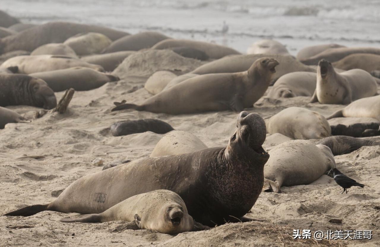 加州海象正遭受禽流感死亡冲击



    美国科学家近期宣布，一种致命的禽流感