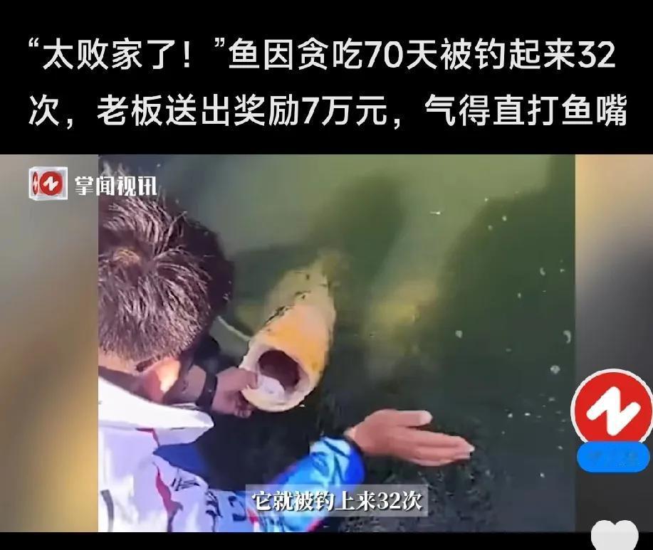 只因鱼儿太贪吃，杭州一钓鱼场老板被一条鱼干掉7万多元。

钓鱼场老板选中了一条金