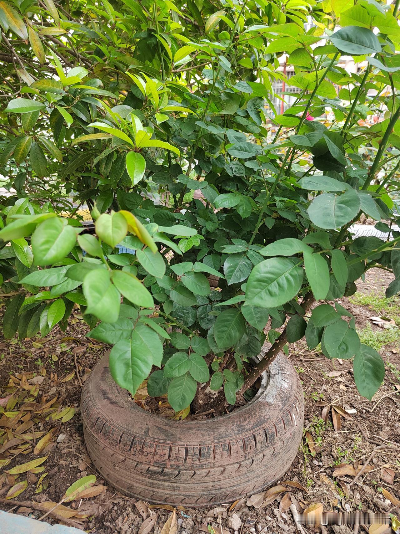 别人的好意，被我拒绝了！
今年我退休了，获得了自由，可当我看到退休金的时候，我又