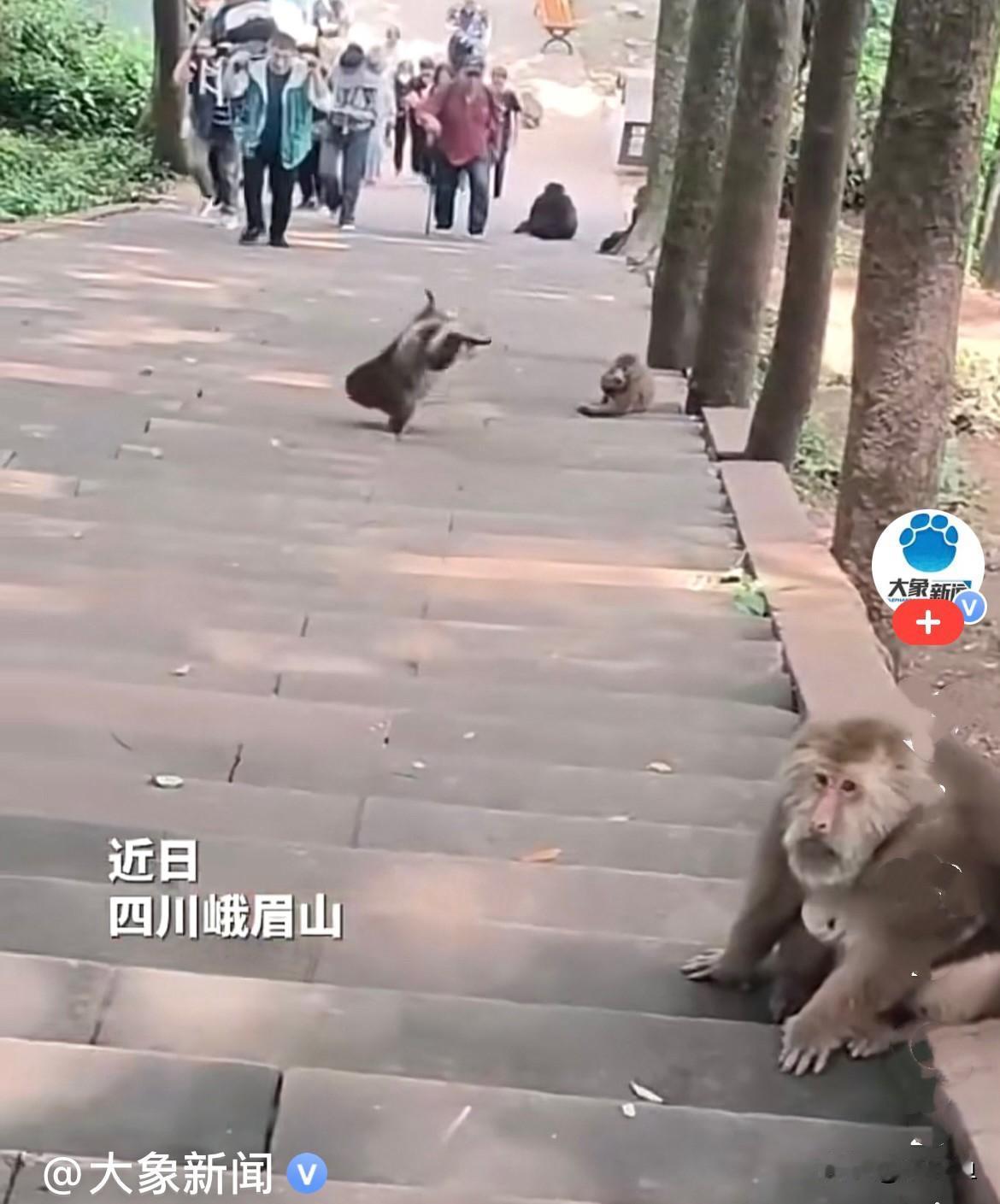 谁能想到啊，现在内卷都已经卷到猴界了……
        四川峨眉山有一只小猴，