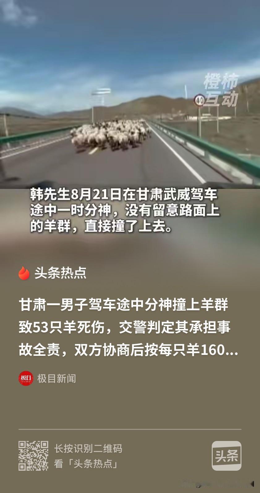 吃了亏也不敢说！甘肃，男子开车时注意力不集中，撞上了路边的羊群，53只羊被撞死撞