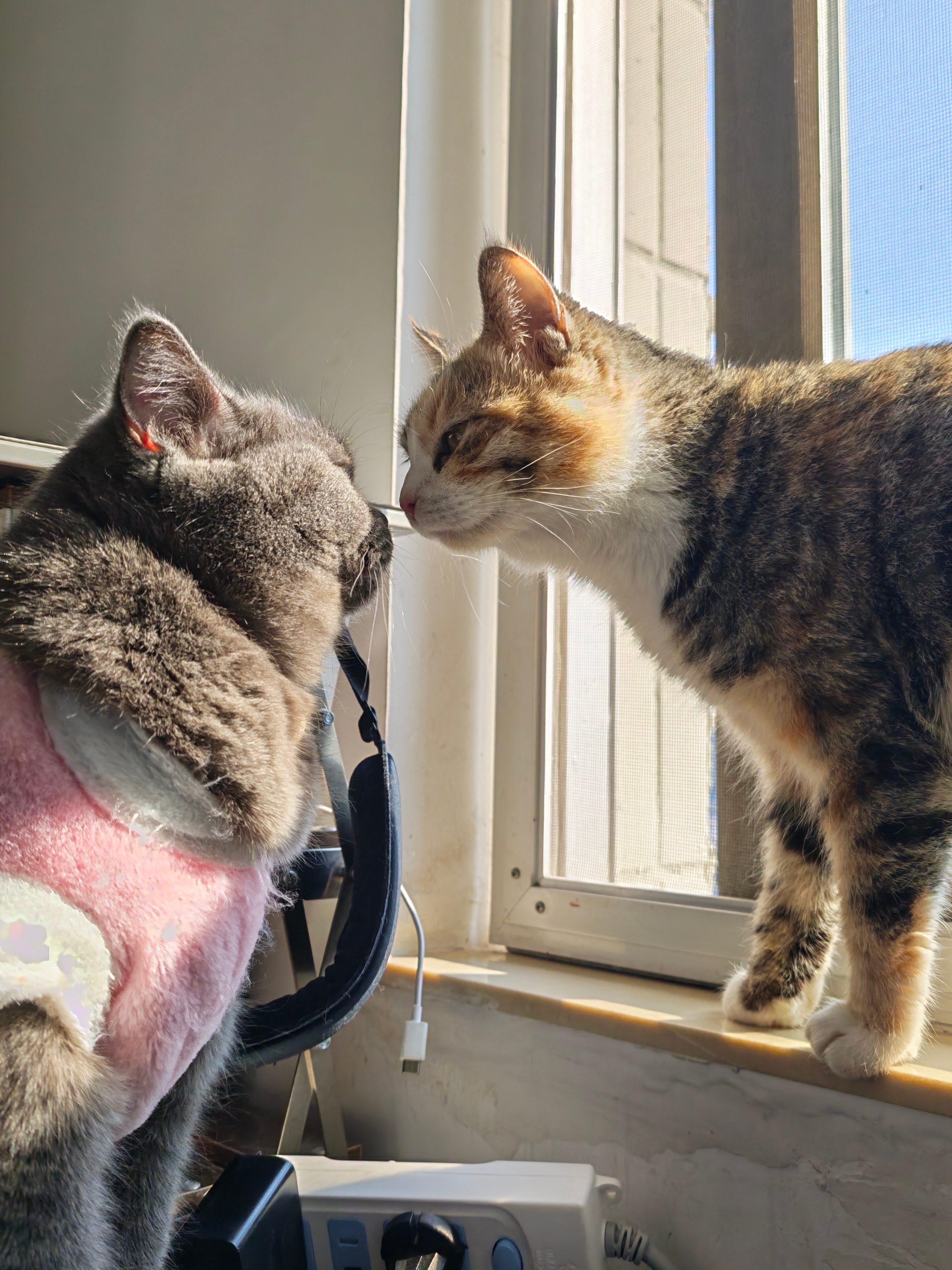 好想我的🐱宝宝荣耀magic8荣耀aimagemagic8 rsraimage