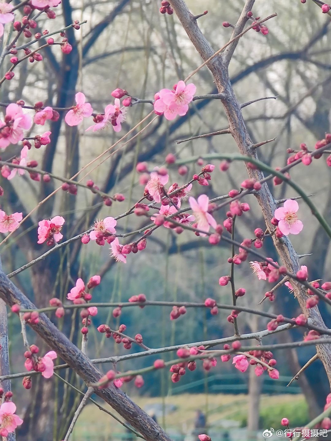 紫竹院公园桃花开  摄影北京满城春色