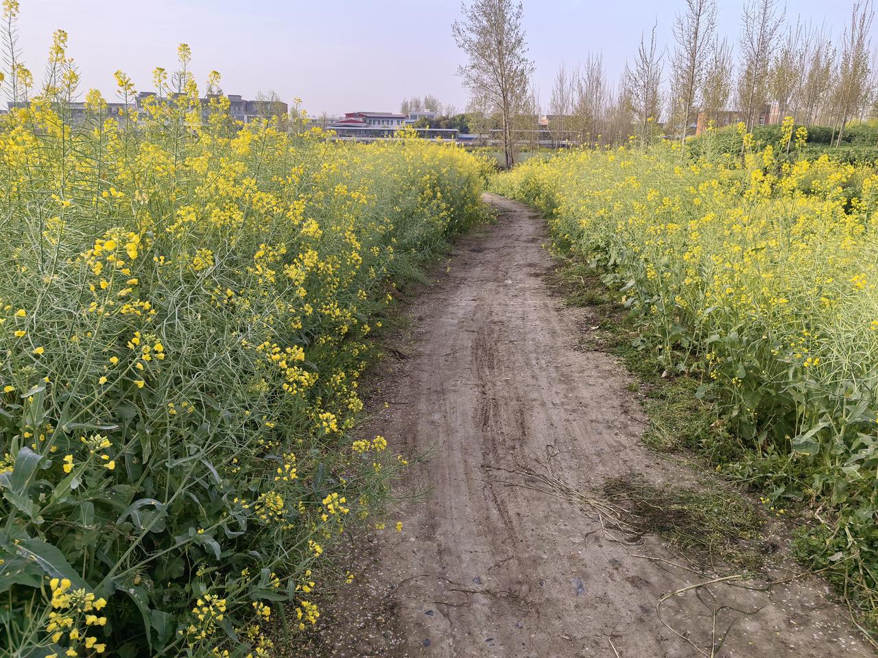 晒图笔记大赛春日朗朗，春光怡人，万花竞放，世界花海！