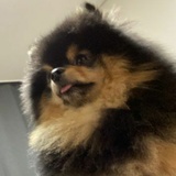 荔枝树说说萌娃