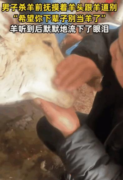 “太有灵性了！”山东，一男子杀羊前，他突然跟羊说: “我希望你下辈子别当羊了啊！