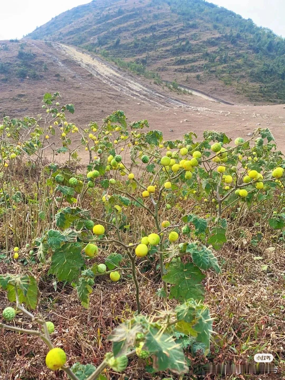 别吃，5岁那会吃了一个，仰天倒地疯狂流口水，差点被口水呛死[哭惹R]差点见太奶了