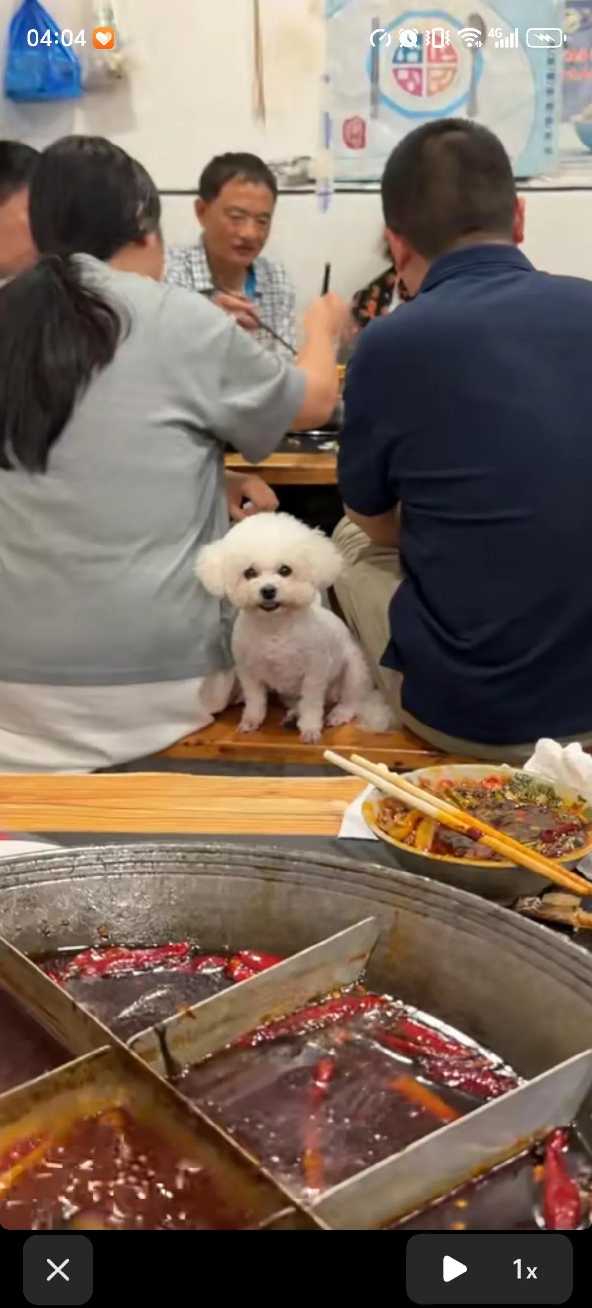 带狗去吃火锅真的是一种考验，主人在上面吃，把狗狗馋的不行，激动的小脸通红，眼睛直