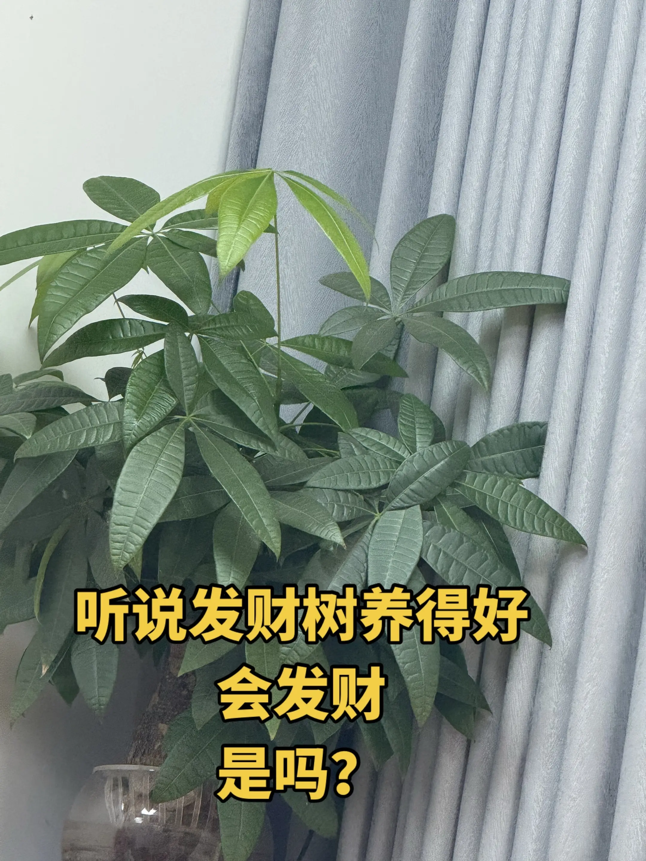 听说发财树养得好会发财，你们的是不是也是这样