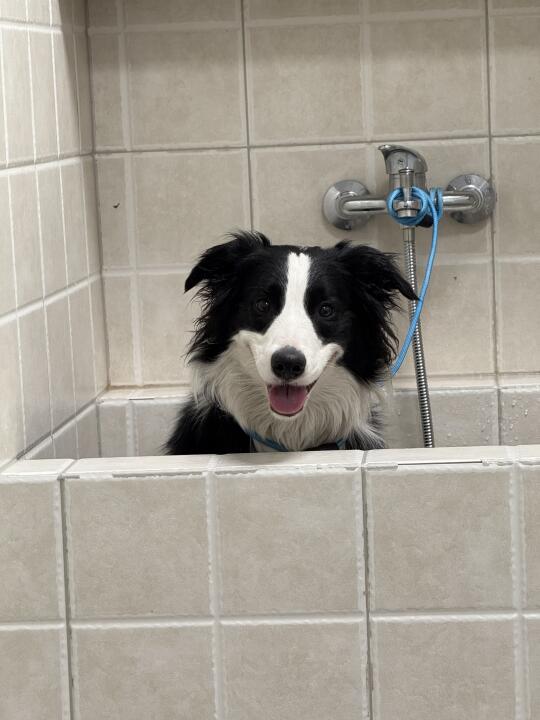 小甜狗洗澡🛁