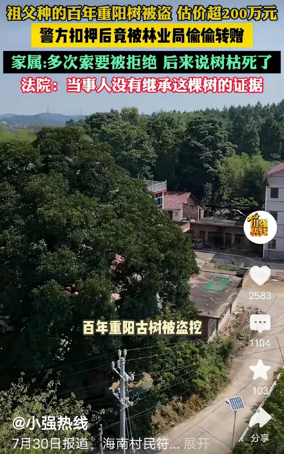 海南，男子的祖父种下一颗重阳古树，树龄有100多年，价值约200万，男子一家世代