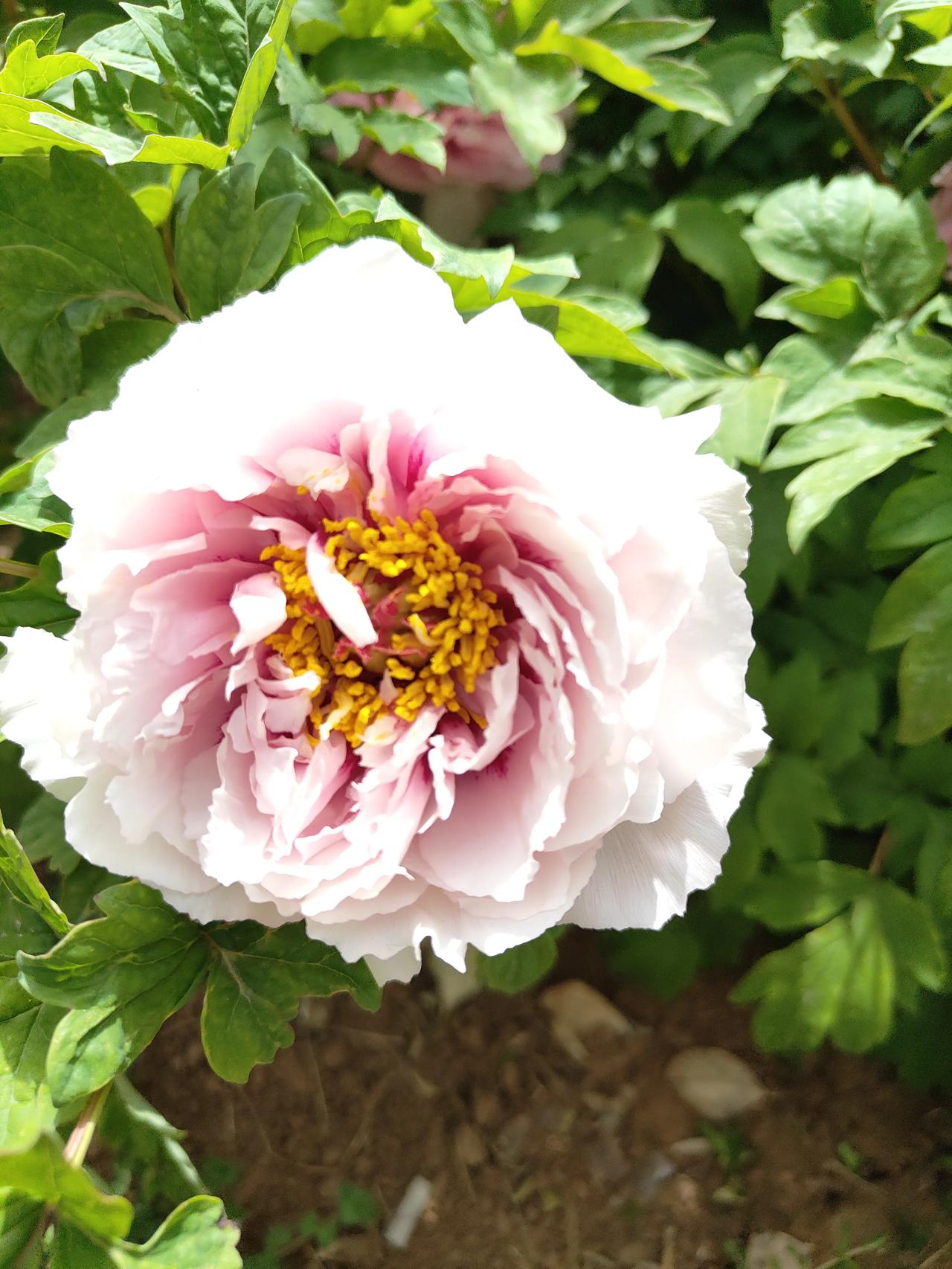 上联：青山藏凤凰，如何对下联？洛京甲牡丹。