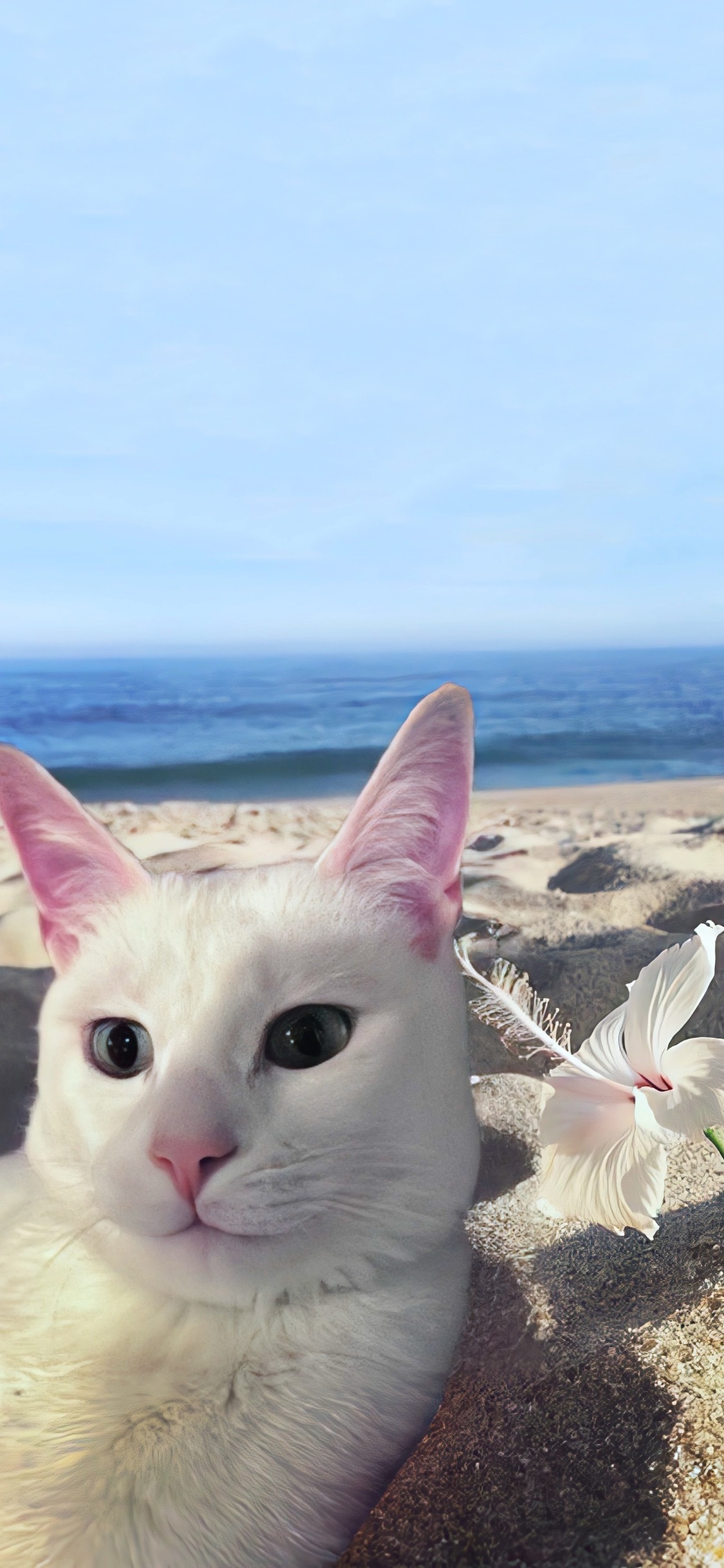 壁纸 一些猫咪修狗的可爱壁纸 
