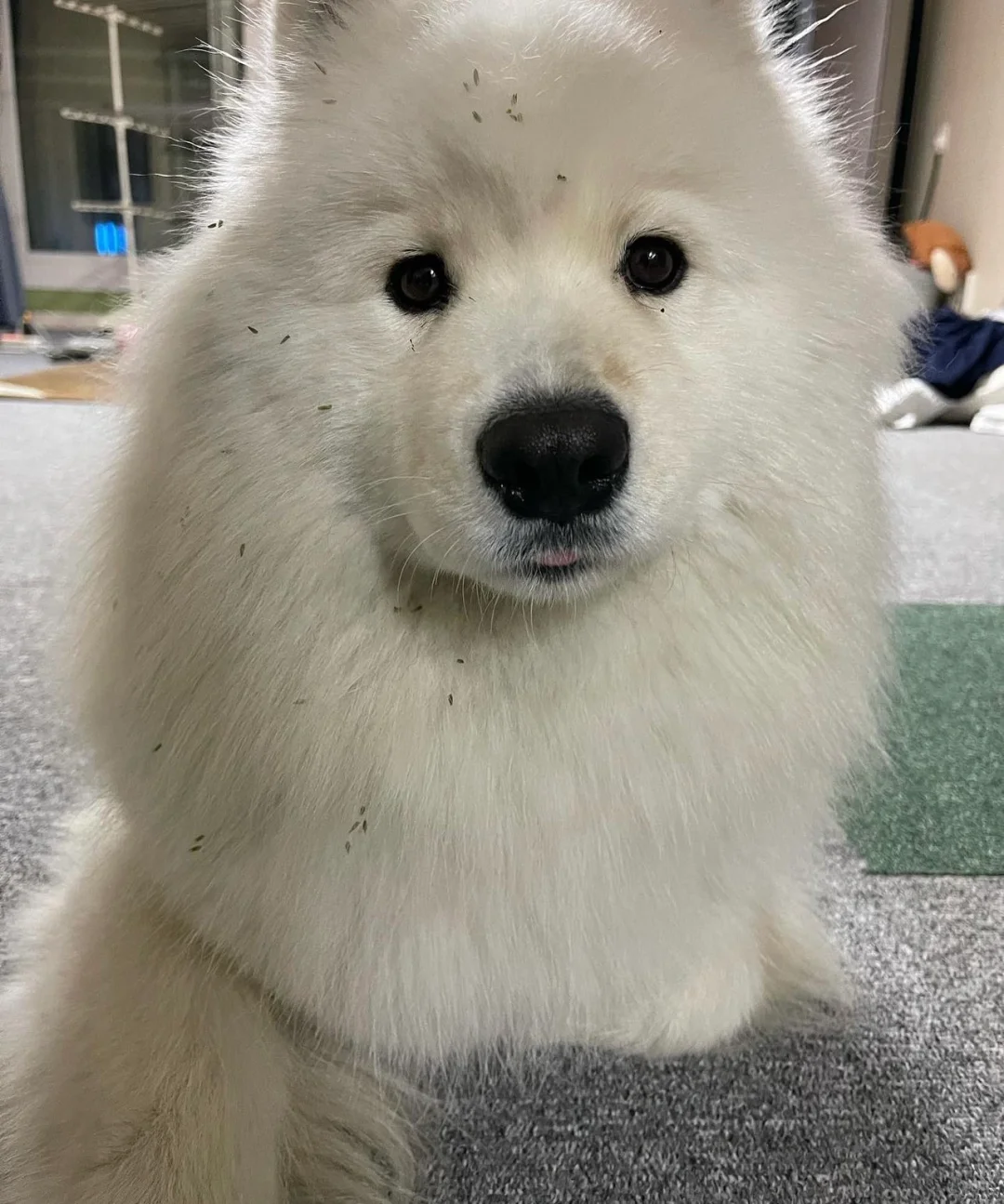 好像个玩具狗，不会眨眼睛的那种