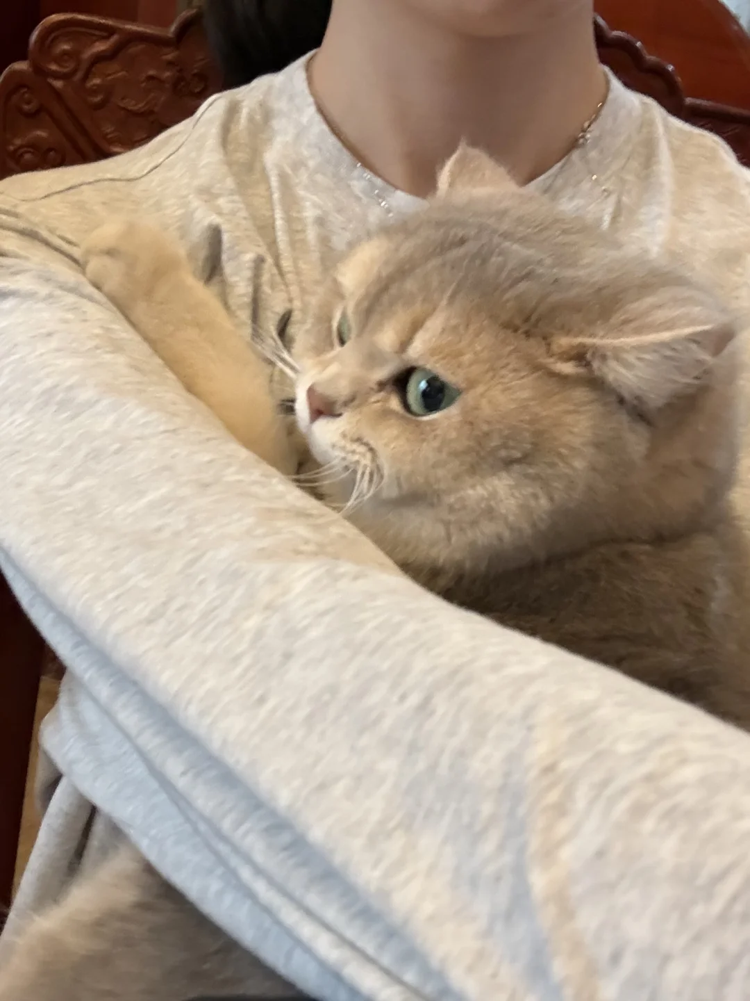 谁家小猫这么喜欢贴贴啊！