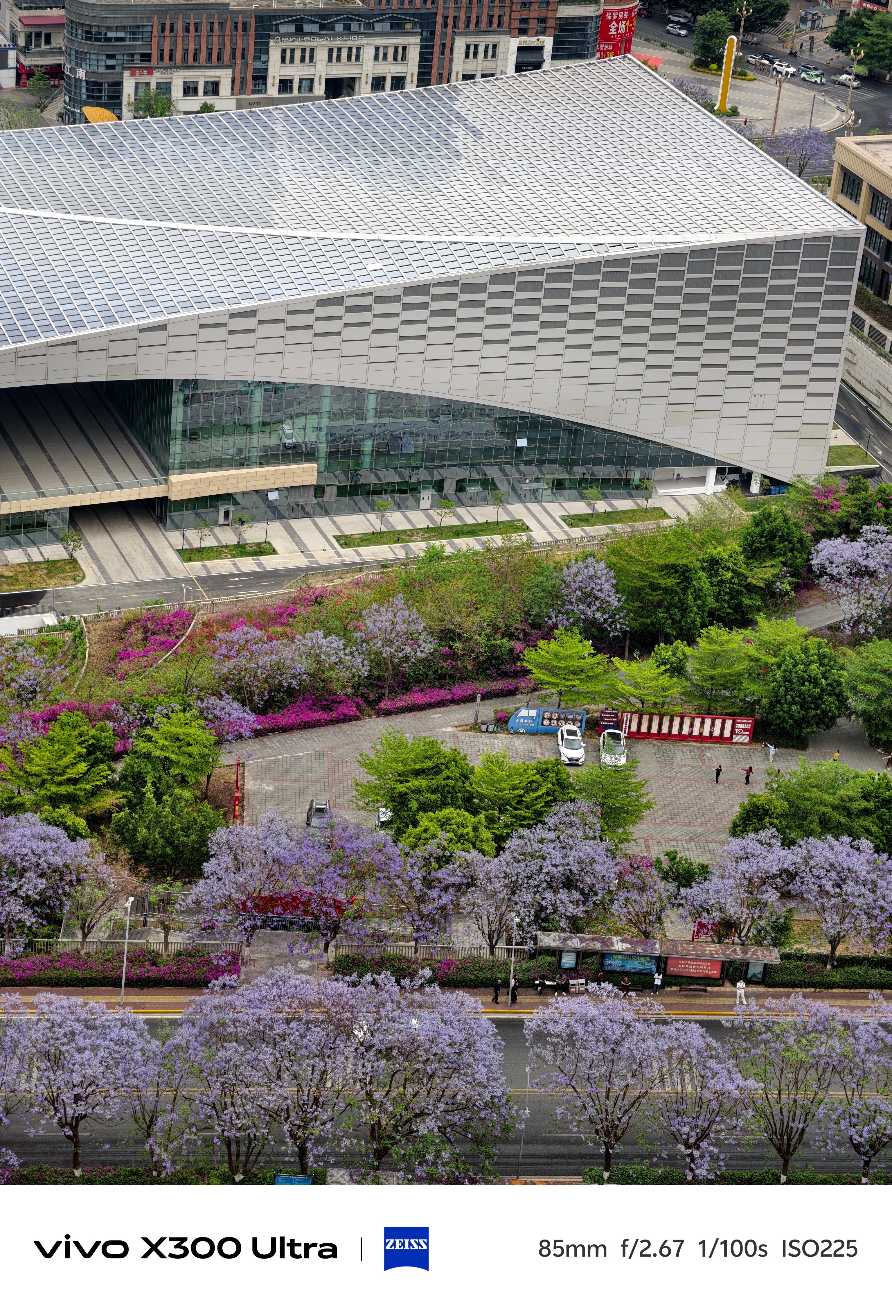 蓝花楹进入盛花期，美哭了有没有