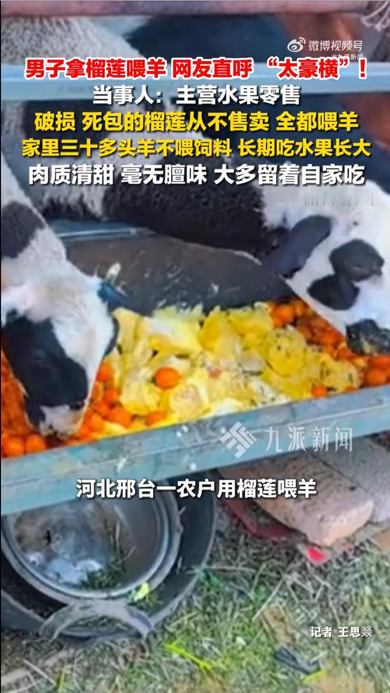 农户回应用榴莲喂羊：坚持了两年，羊肉肉质清甜，还没有膻味

最近这段视频在网上传