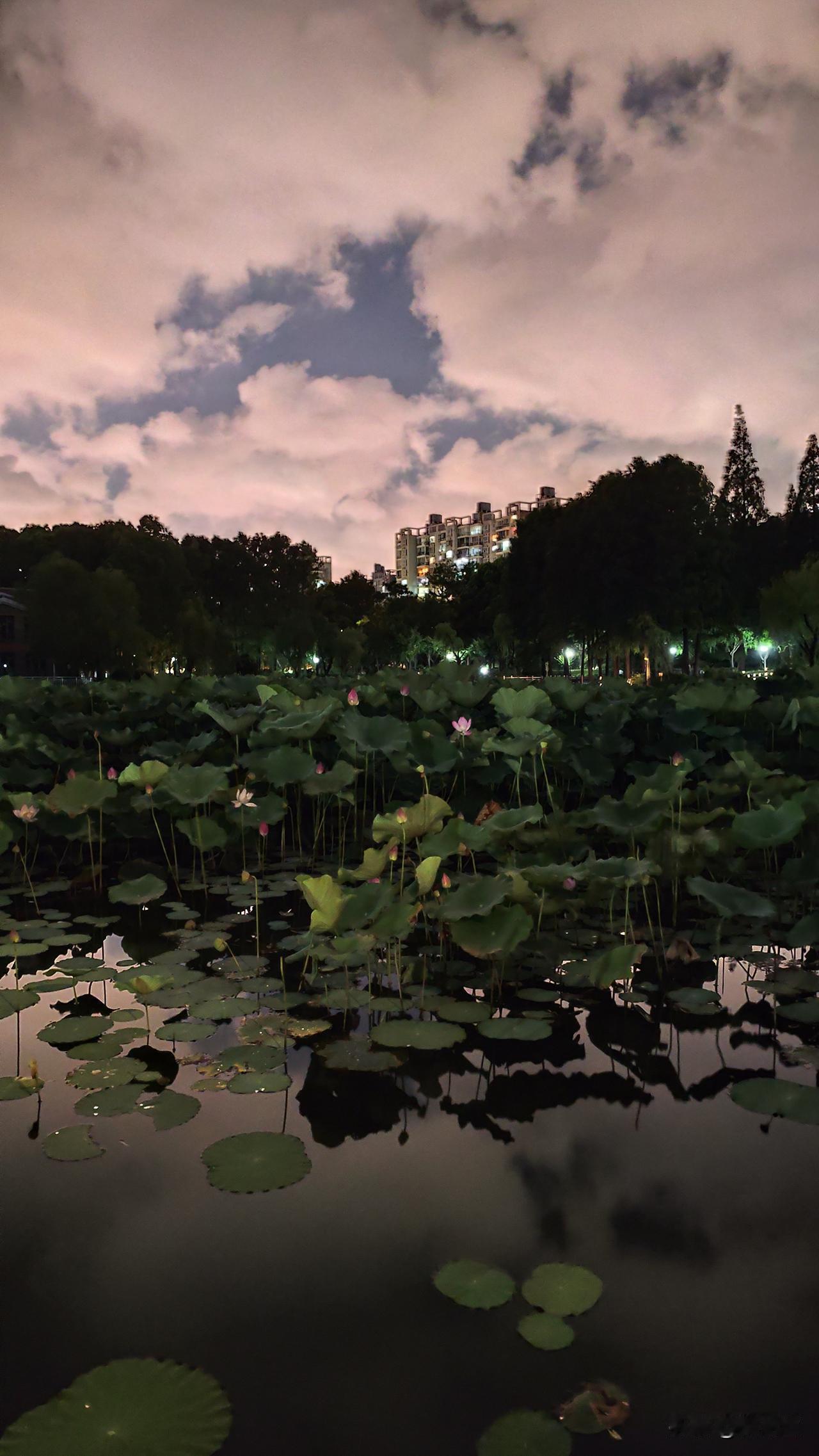 分享你随手拍的风景夏夜美景入眼帘