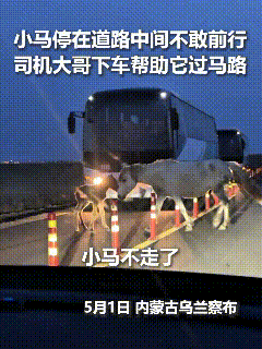 内蒙路上偶遇怯生生嘞小马，堵到路中间咋都不敢往前走，马妈咋叫唤都不管用，杵那儿一