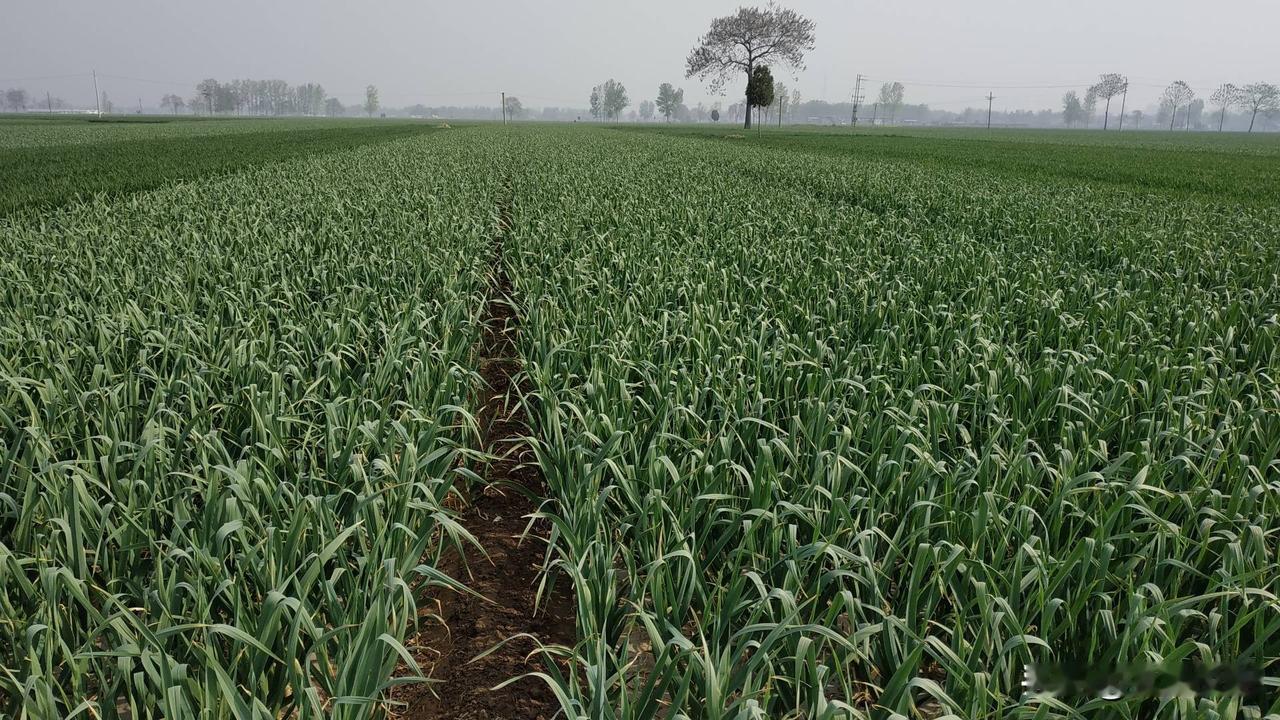 蒜农必看:擦亮眼睛，莫被蒜商忽悠
4月8号，由于天气的原因，很多的蒜农提的蒜薹没