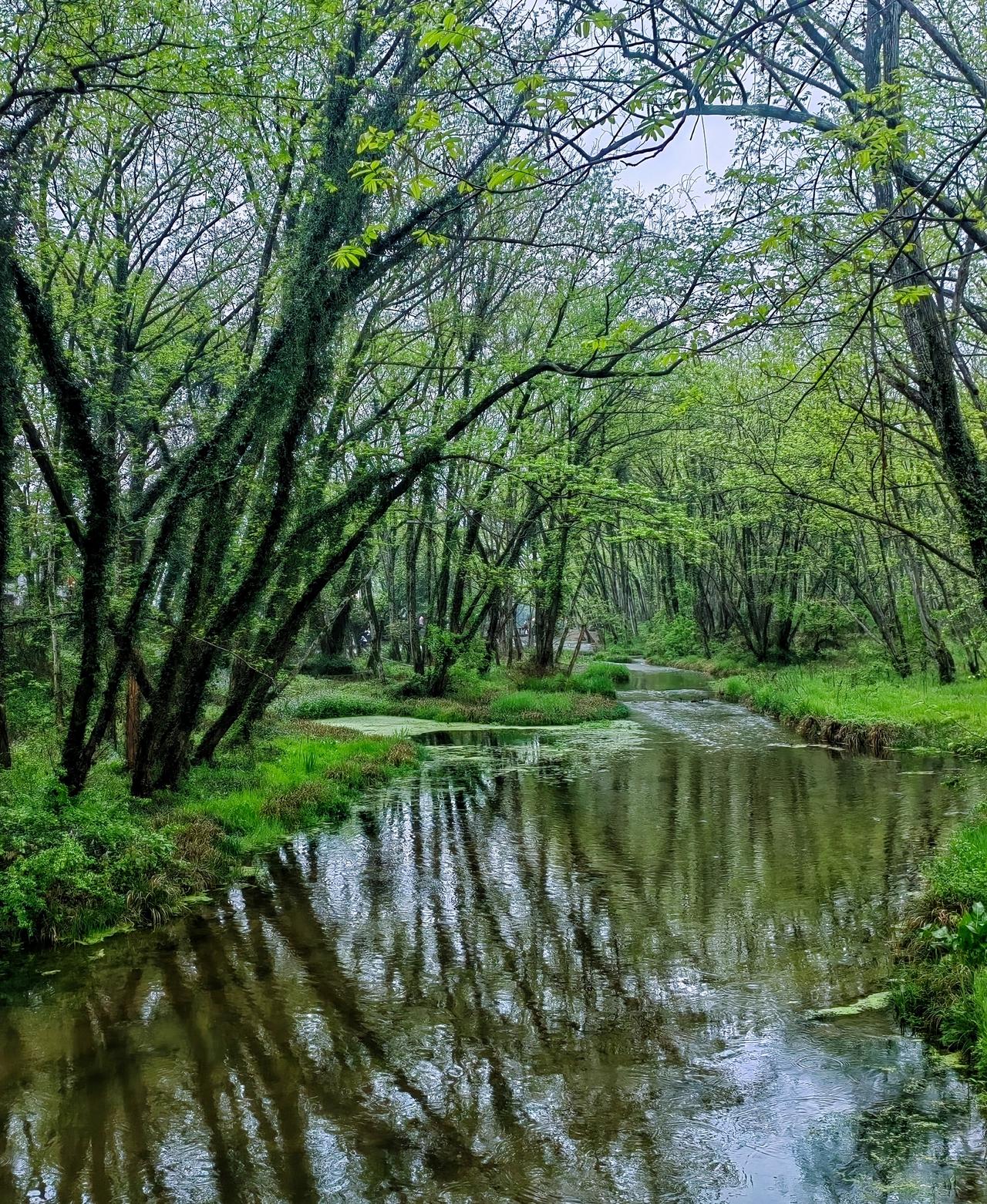 【原创】
安徽省黄山市徽州区.西溪南，村边的枫杨林刚刚吐露新芽，正是“绿野仙踪”