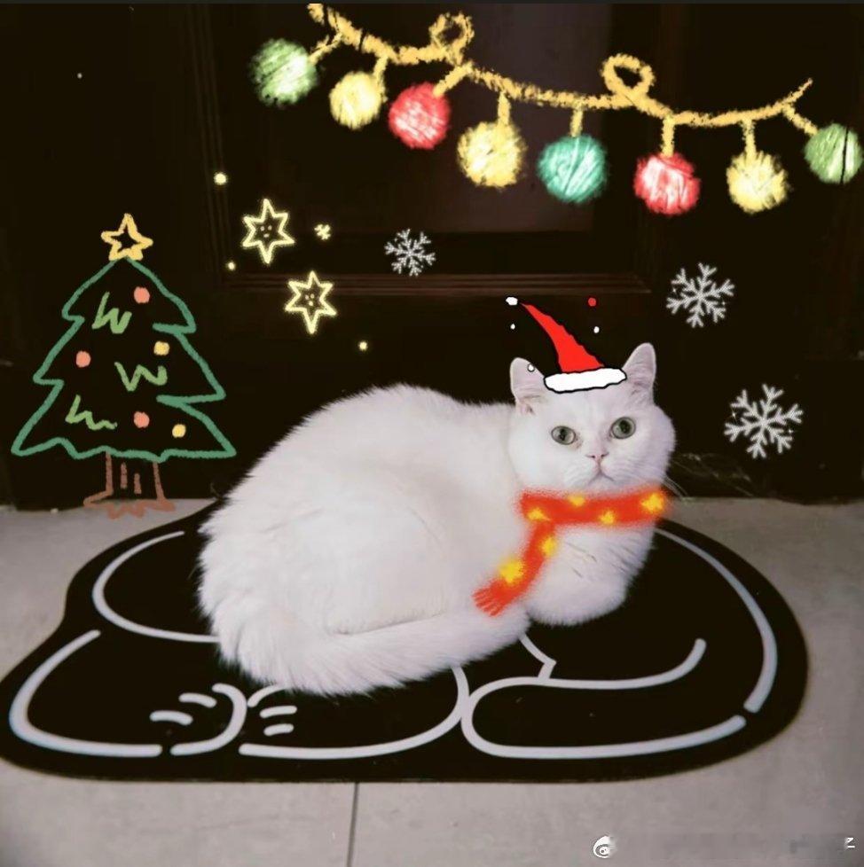 范思琦dy：圣诞快乐吖🎄🐱 