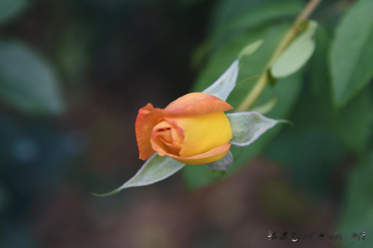 晒图笔记大赛含苞待放的金奖章月季月季花 拍一张今天的绝美月季花照片 分享美丽月季