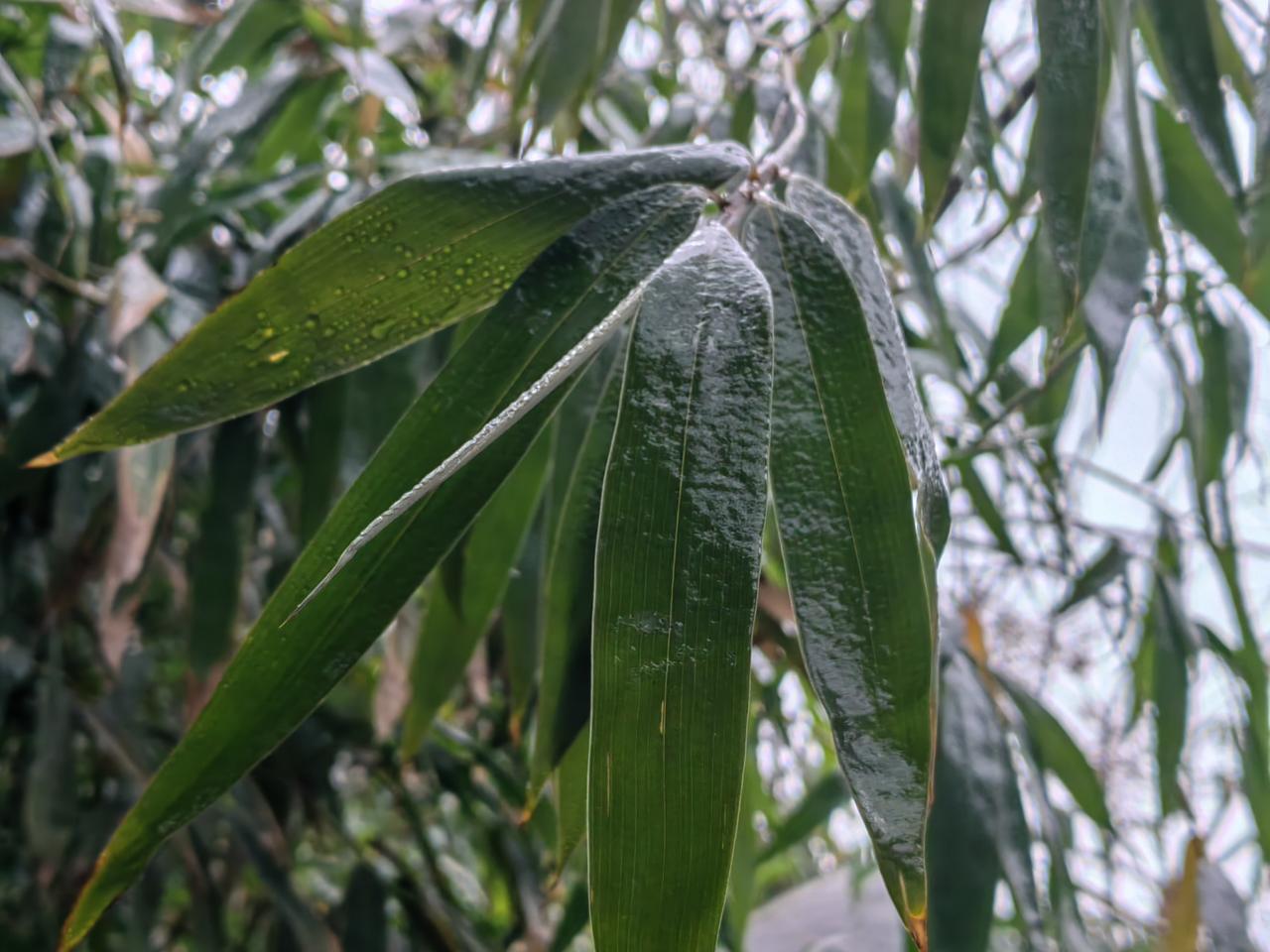 路过一“蜂蜜老店”，十分冷清，仍在正常经营。
该店标牌介绍称，已经存在50多年，