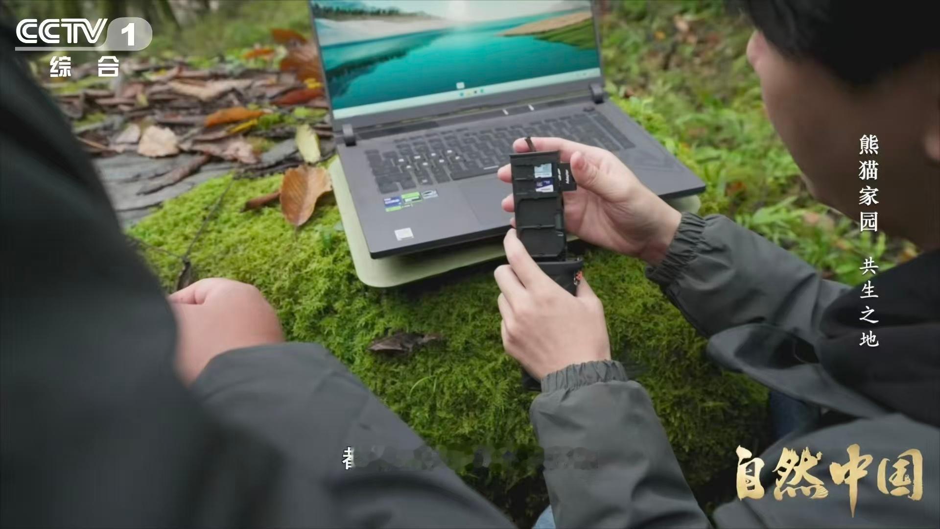 大熊猫也用上猫脸识别系统了【AI刷脸正为大熊猫建立身份证】给野生大熊猫“刷脸”是