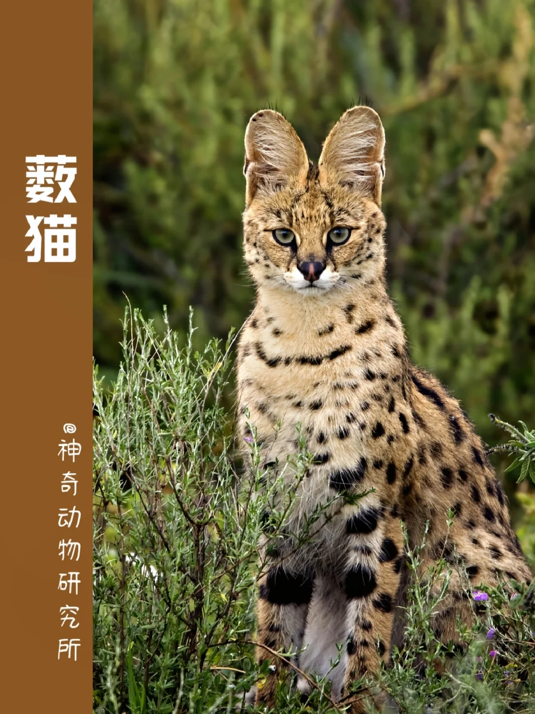 每天了解一种趣味动物👀薮（sǒu）猫