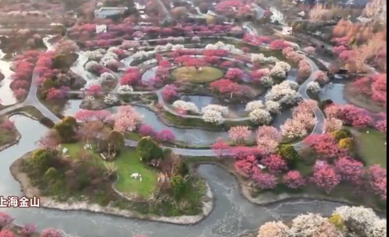 春日里，上海金山与浙江杭州共赴一场浪漫花约。金山梅林依水而绽，粉白红梅交织错落，