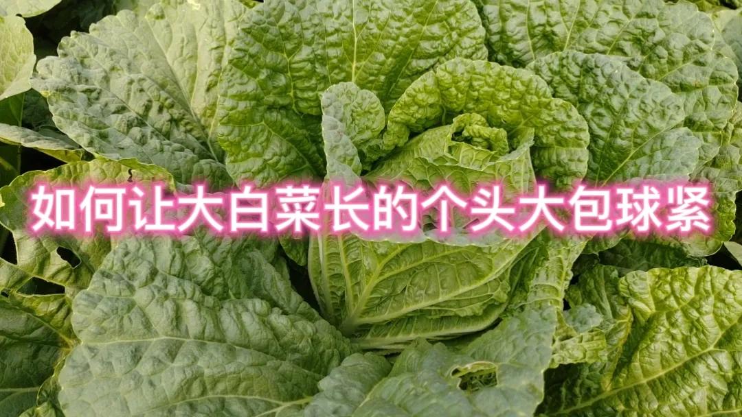 #如何让大白菜长得个头大,抱球紧?#要让大白菜长得个头大、抱球紧，可以从以下几个