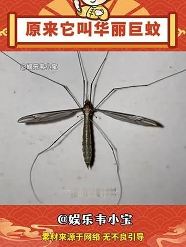 吃蚊子的蚊子
       近期广东开展全民灭蚊行动，因花斑伊蚊会传播“基孔肯雅