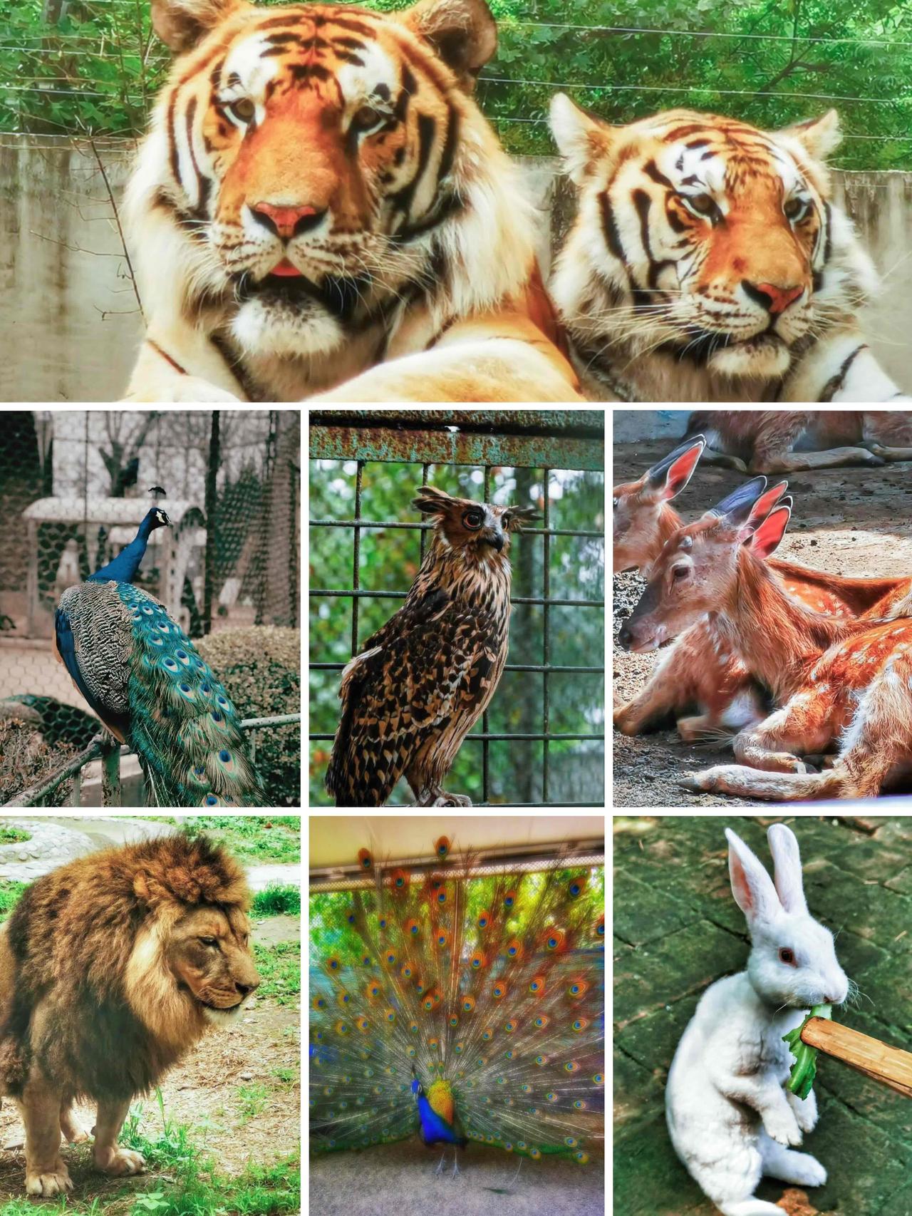 谁懂啊！宝鸡市中心藏着一片城市绿肺🍃
五一不想远走，遛娃、散步、放空直接冲这里