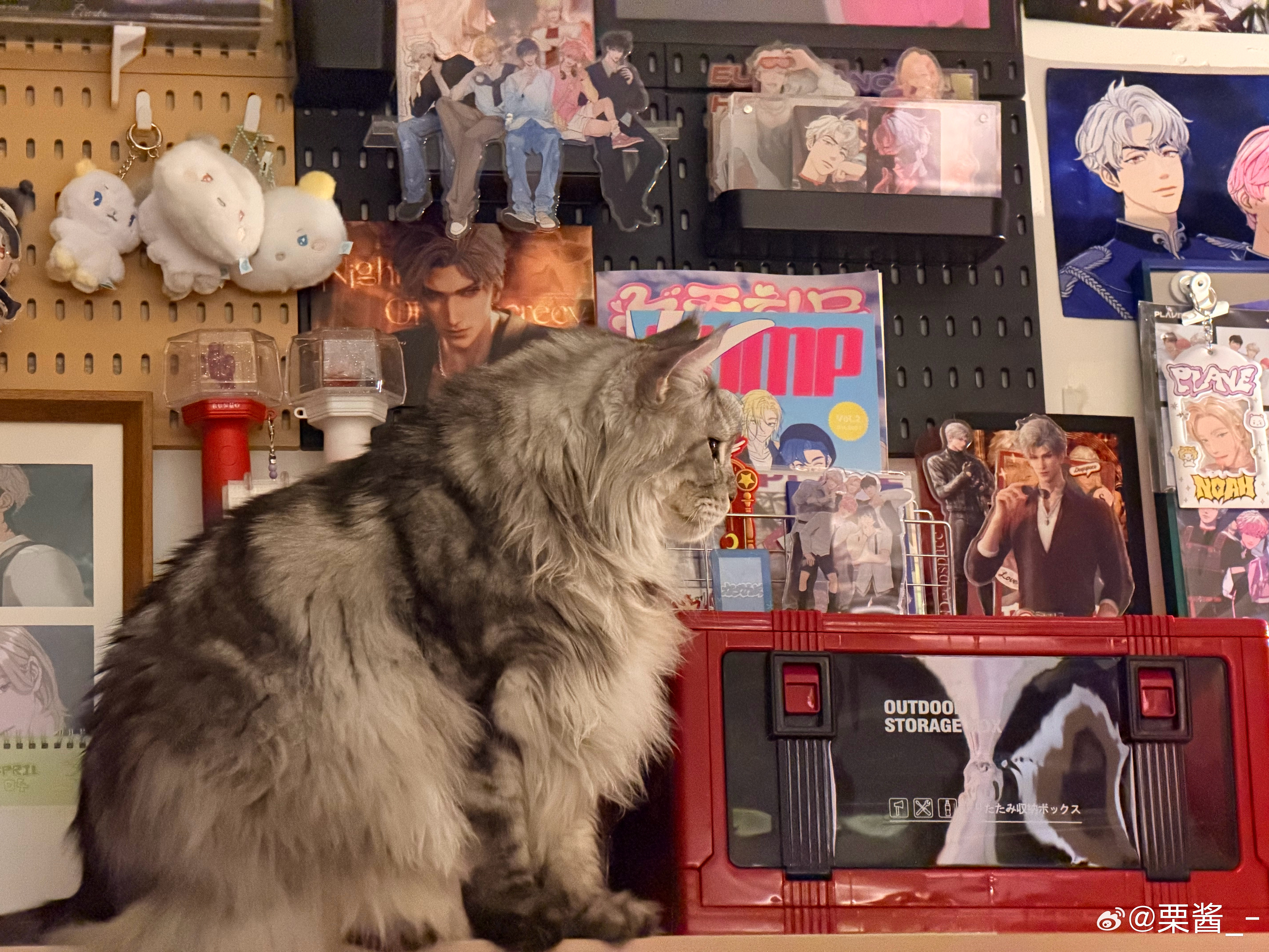 家有恶猫 