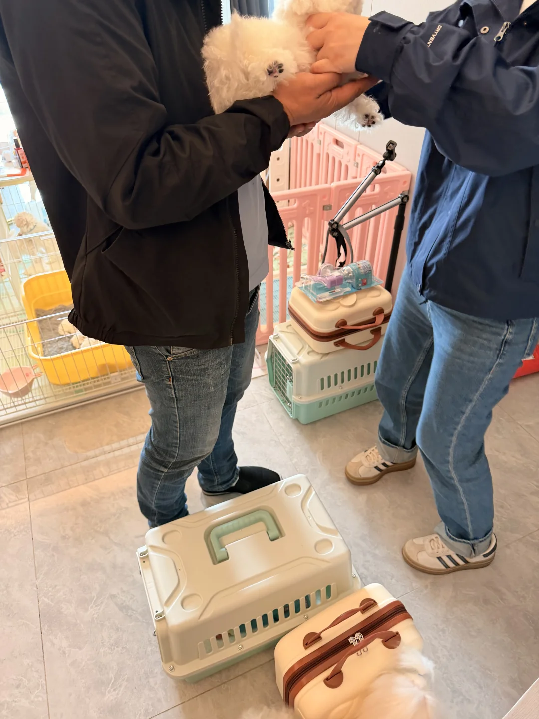 韩系比熊｜宝宝新家幸福🫶