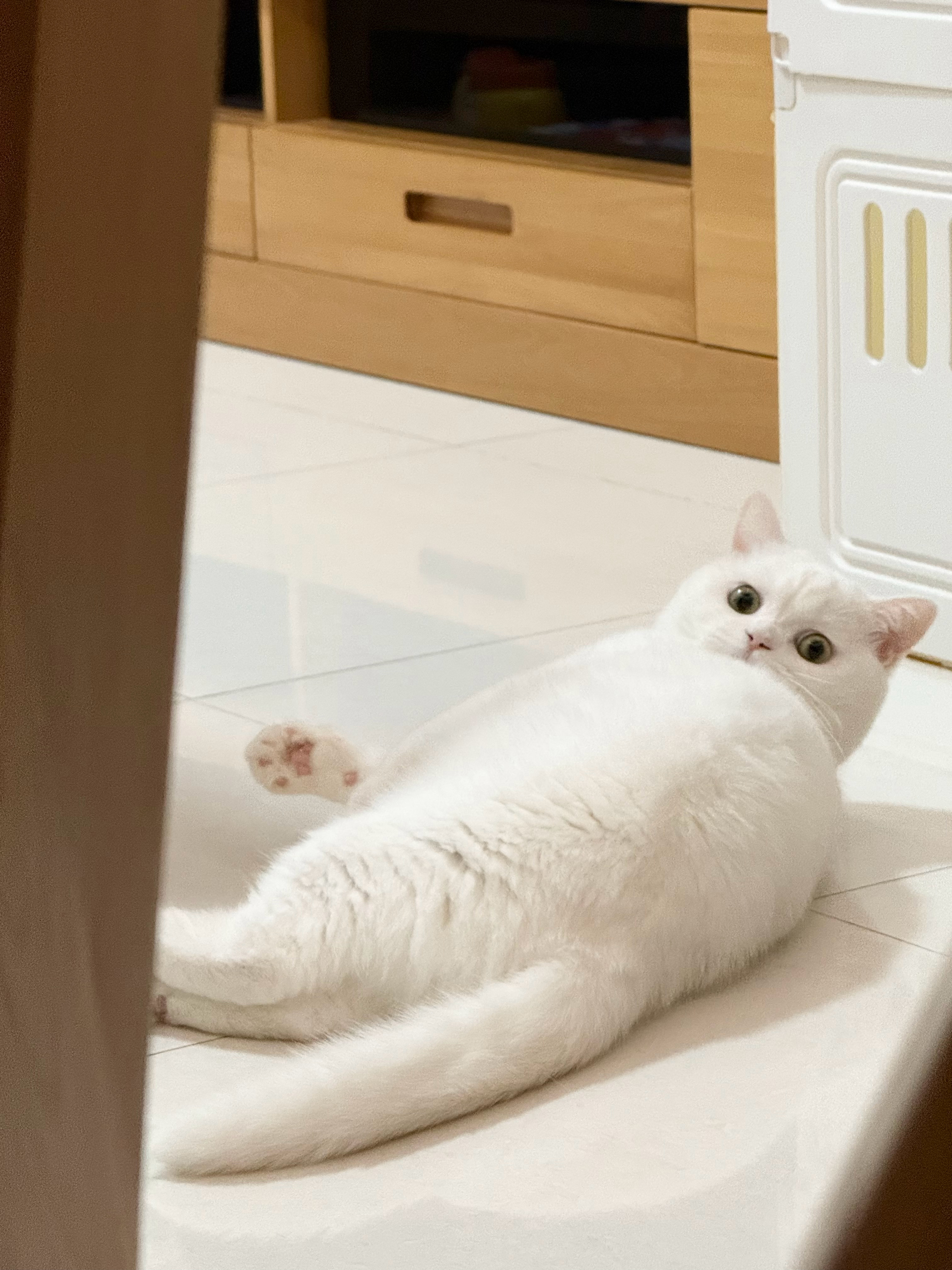 众咪相🐱松宝