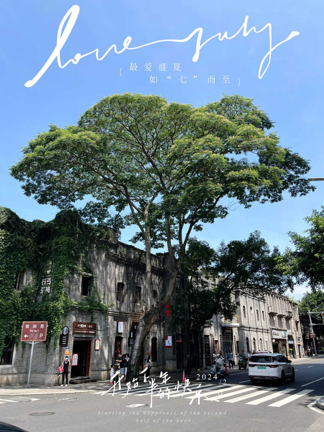 福州植物美图｜澳门路上华盖般的南洋楹