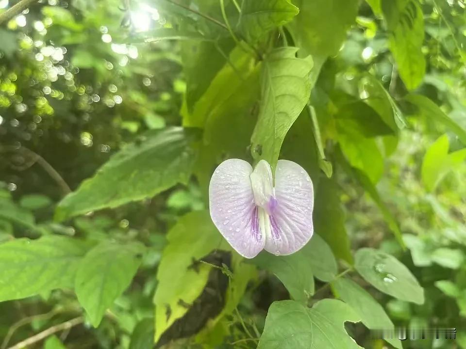 雨后路边的小花花真好看呀。