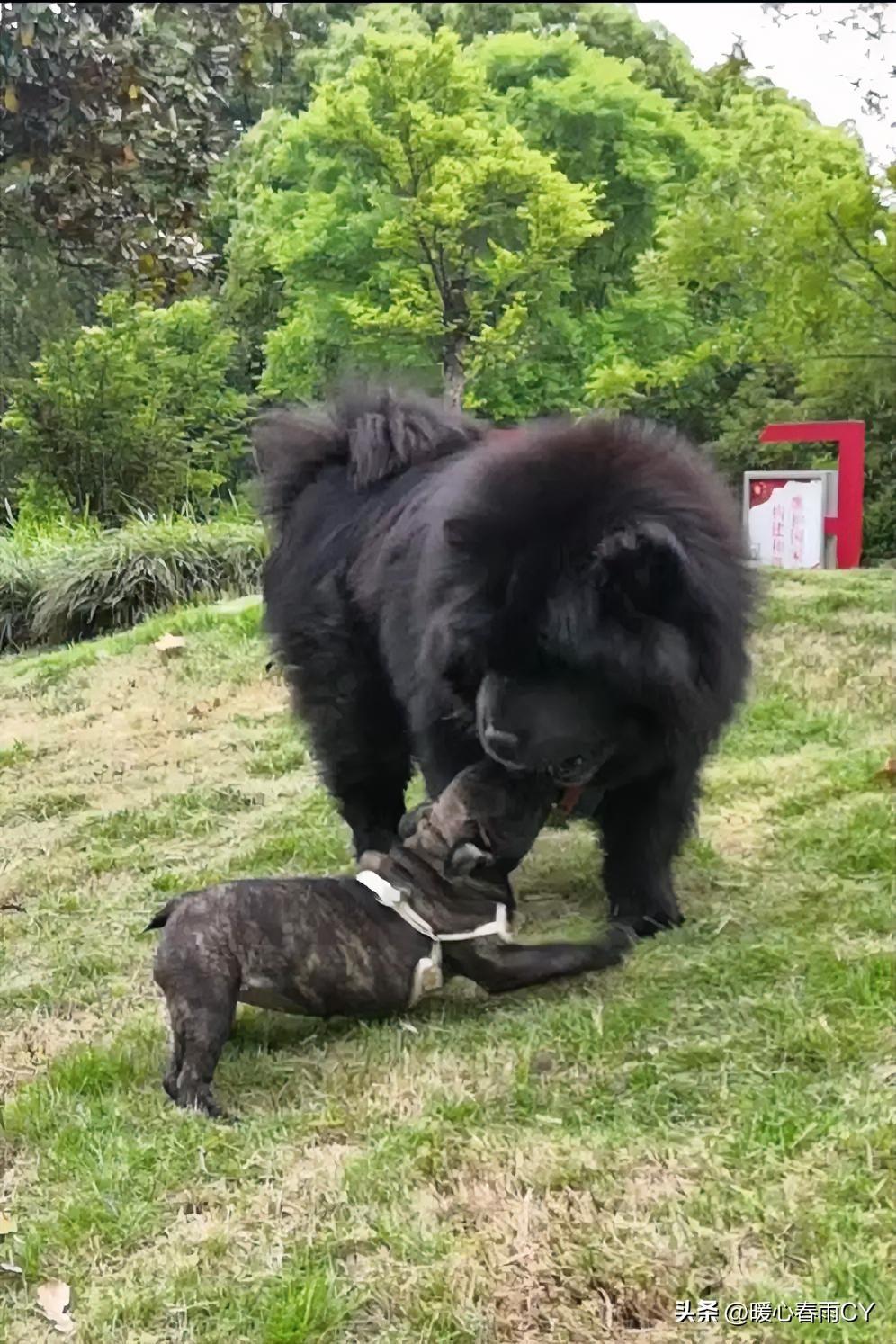 2月2龙抬头，梦里再见我19岁的黑松狮犬！

今天二月二龙抬头，也是黑子离开的第