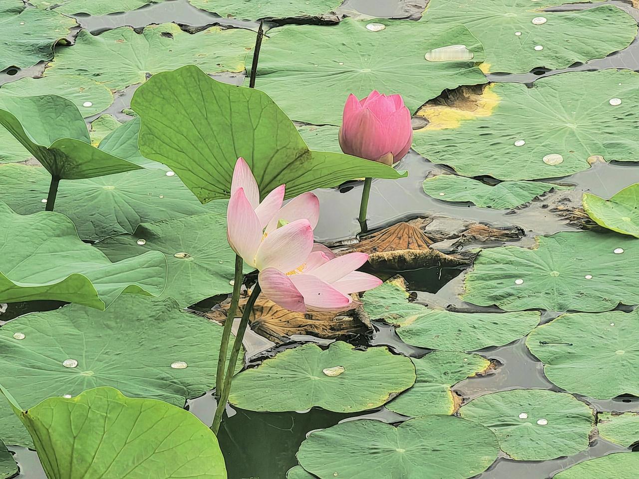 庄子如何看待生命长短这件事？
庄子说：“莫寿于殇子，而彭祖为夭”。这句话出自《庄