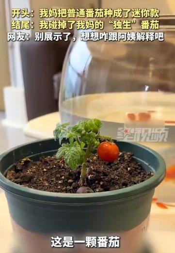 浙江，一女子拍视频展示妈妈种的小番茄，一边嘲笑说秧苗长得矮，一边又说它只结了一个