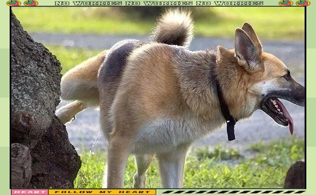 问个有意思的事。
大家说说，为啥公狗撒尿的时候都要抬起腿呢，就好像不抬腿就尿不出