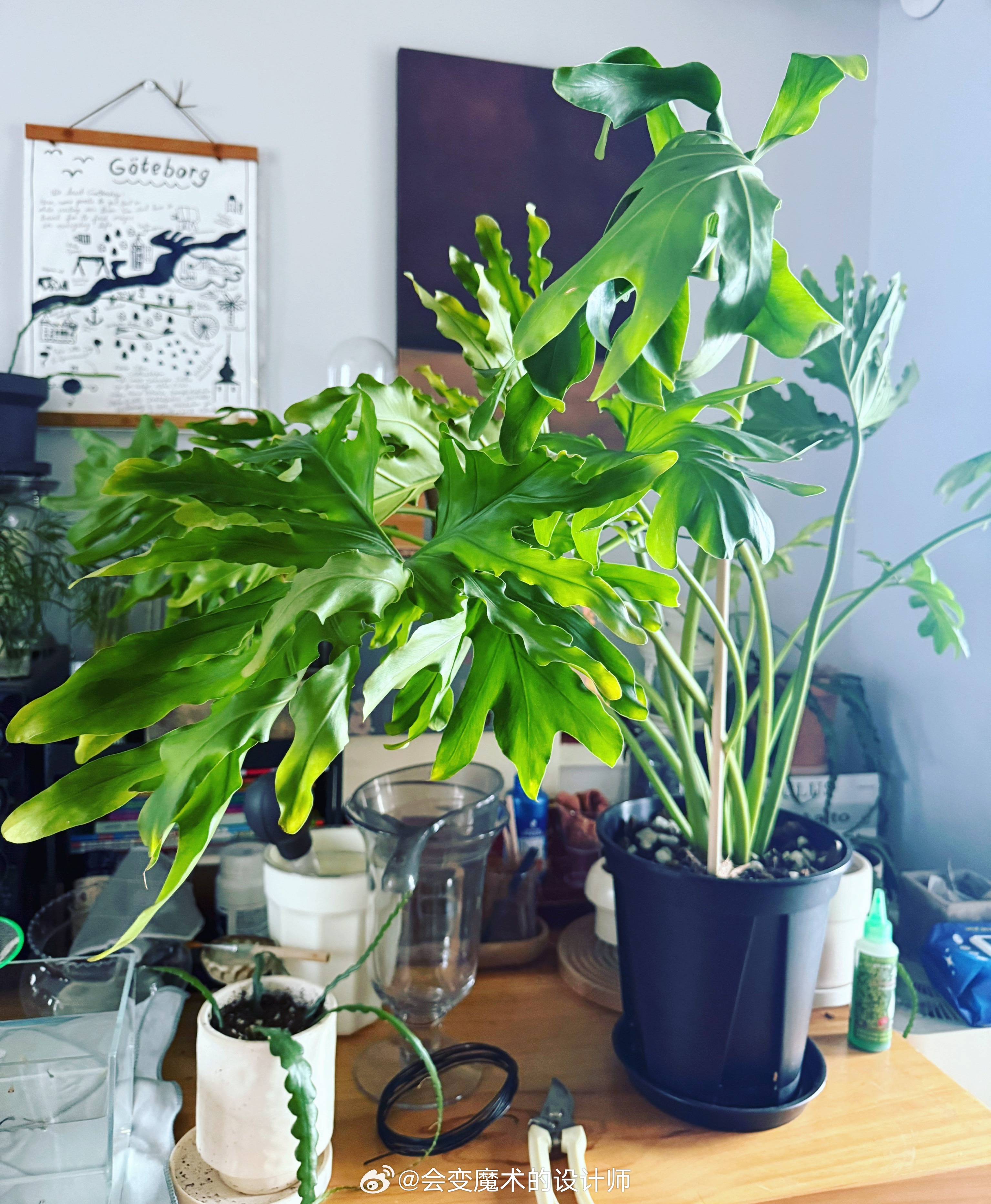 龙鳞从水培转成土培，居然还坚挺着没挂，真的太欣慰了一开始心里七上八下，知道龙鳞很