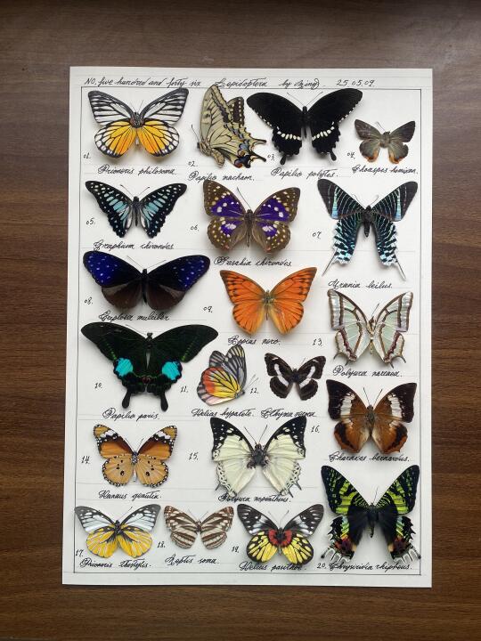 今日 标本工作室的随手拍