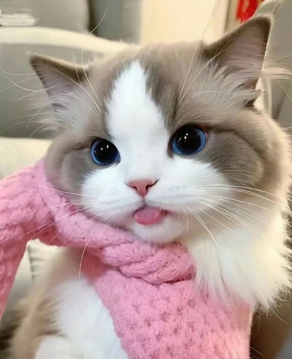 养布偶猫好处有哪些 