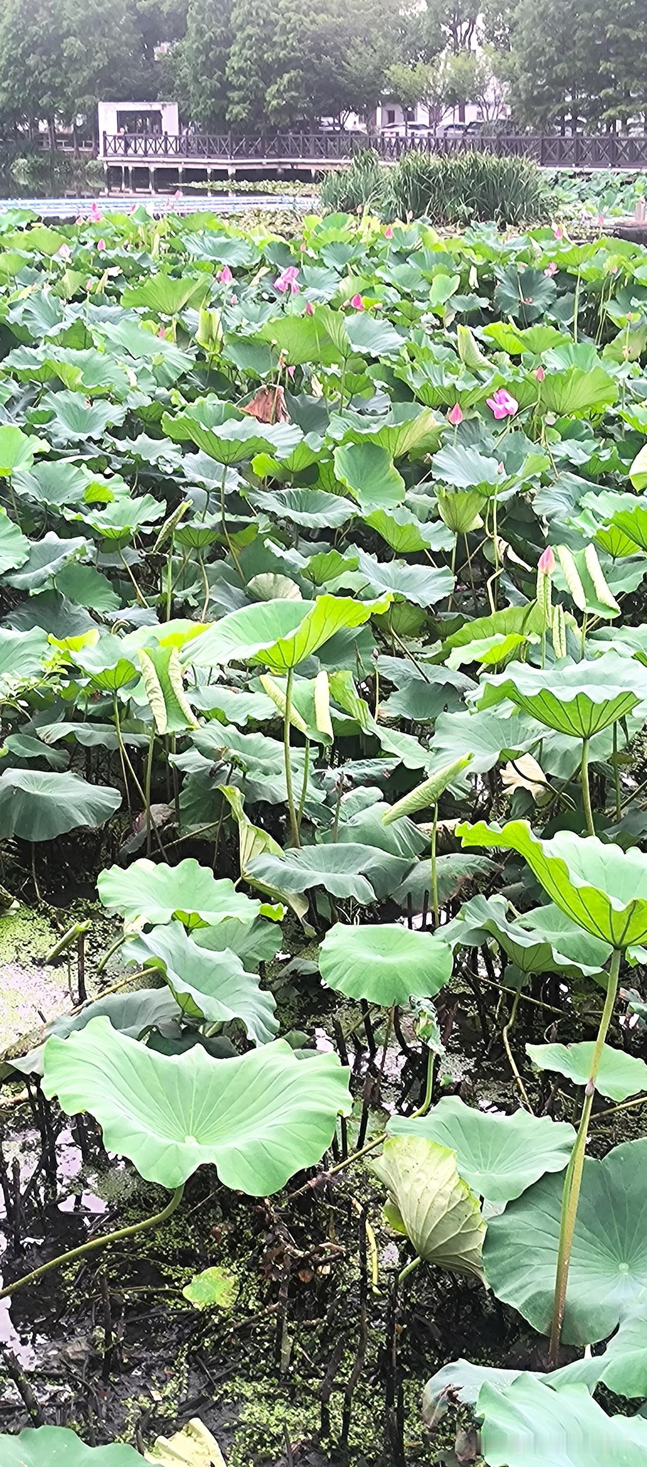 夏日生活打卡季夏日荷花别样红。