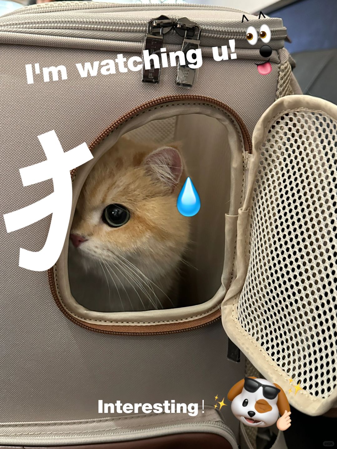 到底是狗还是猫啊🤔