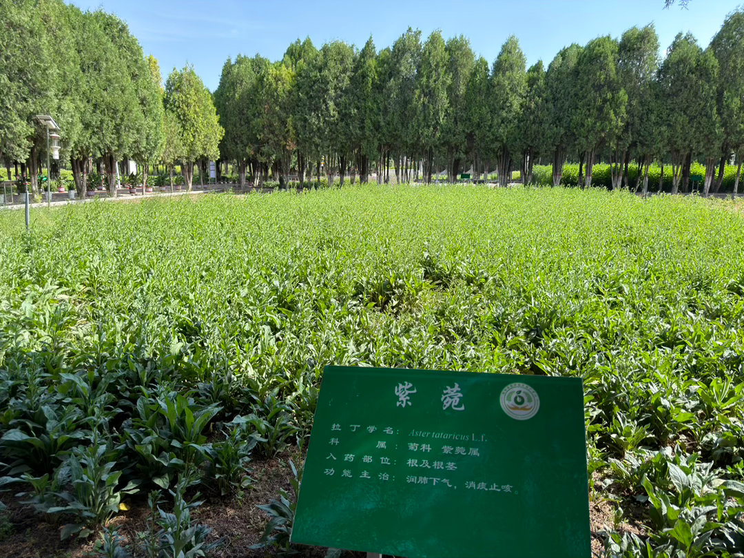从小到大吃过那么多种中药材，今天还是第一次走进药田。陇西药圃园种植着琳琅满目的各