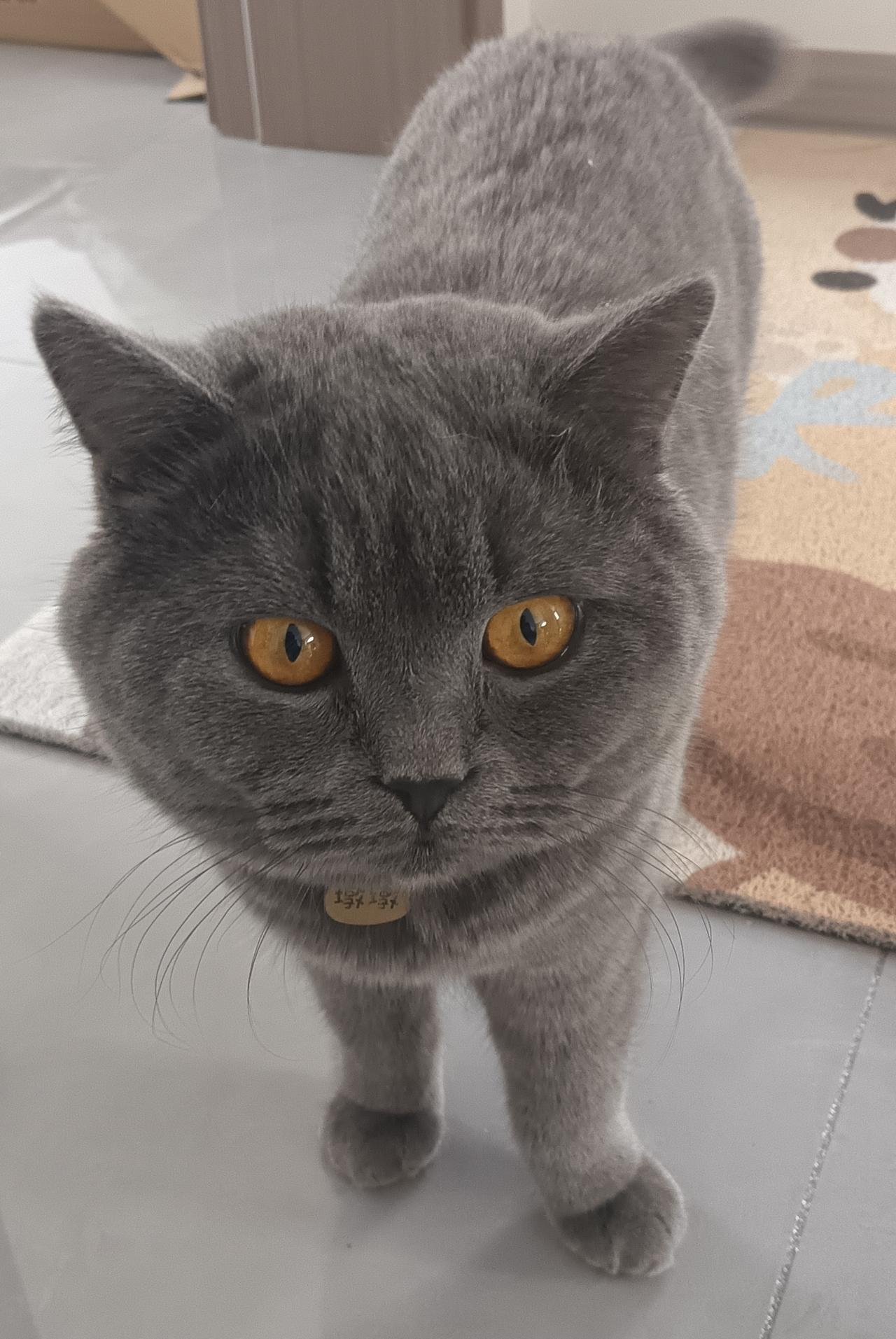 分享一张猫咪照片